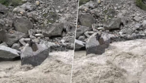 भारतीय सीमा सुरक्षा बल एसएसबीले तुइन काटेर बेपत्ता भएको घटनाप्रति स्थानीय प्रशासन भन्छ ‘तुइन आफैँ चुँडिएको हो’