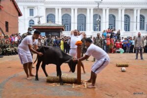 हनुमानढोका दरबारको मूलचोकमा ५४ बोका र ५४ राँगाको बलिसहित पूजा,बलि दिनु ठिक छ त ?