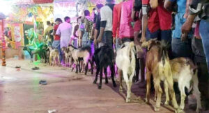 जनकपुरधामको राजदेवी मन्दिरमा १४ हजार बोकाको बलि,के यो बलि पर्था ठिक छ त ?